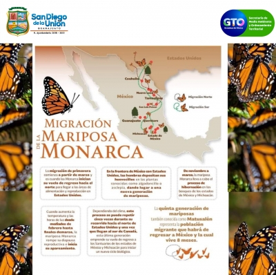 Preservan en San Diego de la Unión el paso de la mariposa monarca