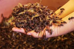 Las Chicatanas en New York