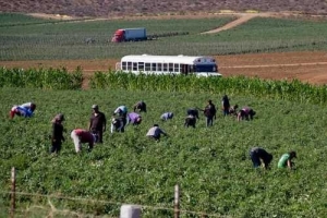 Ante pandemia, urge acelerar uso de tecnología en el campo: IICA