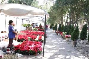 Arranca expo Noche buena y árboles navideños en Dolores Hidalgo