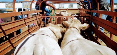 PRODUCTORES SANDIEGUENSES RECIBEN SEMENTALES DEL PROGRAMA MI GANADO PRODUCTIVO 2020